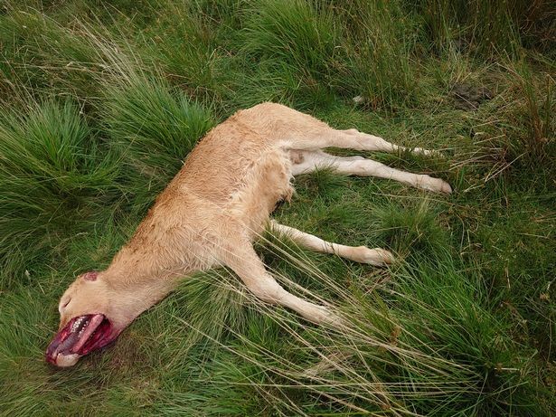 В Англии нечто с хирургической точностью вырезало у теленка на морде мясо: местные жители напуганы