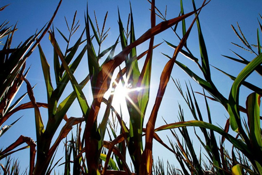 Рост углекислого газа приводит к низкокачественной пище на Земле