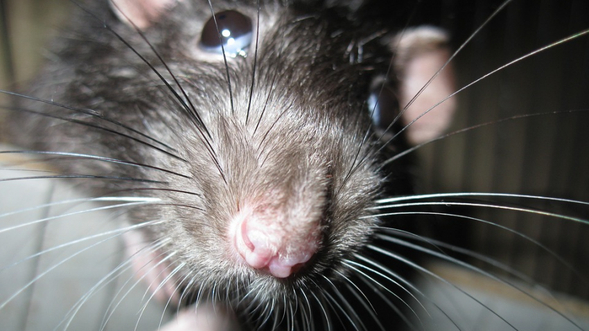 В Нью-Йорке голодные крысы начали нападать на людей