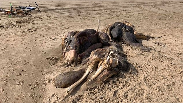 На берег Ливерпуля выбросило жуткое существо