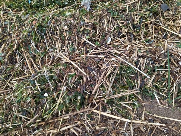 Пластиковая угроза, как быть с мусорным кризисом в России?