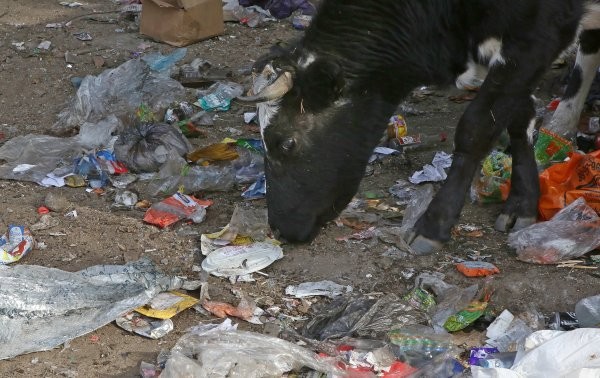 Пластиковая угроза, как быть с мусорным кризисом в России?