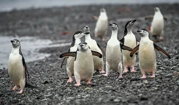 Исследователь океана: Мы едим рыбу с пластиком и ртутью