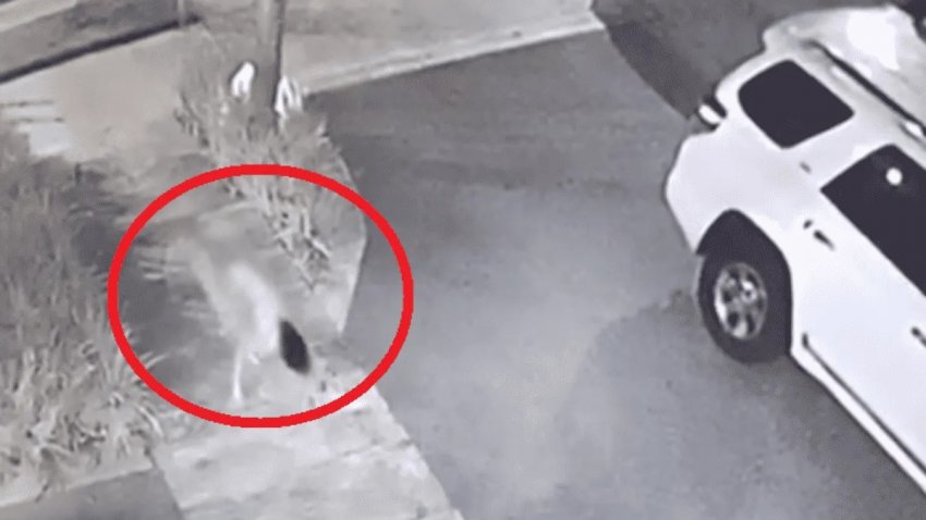 В Сеть попало жуткое видео с бегающей на четвереньках девушкой