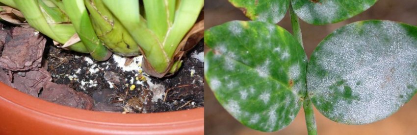 Осторожно с плесенью! Приводим в порядок свой дом