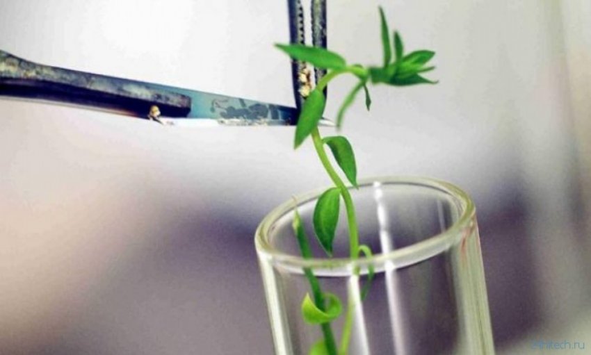 Могут ли растения слышать, общаться?