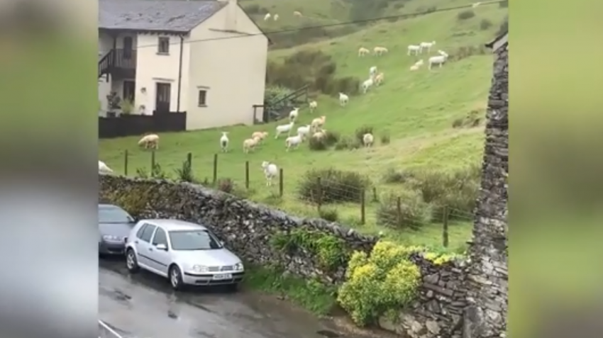 "Глюк в матрице": мужчина заснял, как отара овец застыла на несколько часов