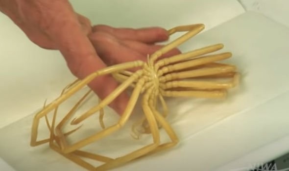 Подо льдами Антарктиды обнаружили неизвестных науке существ