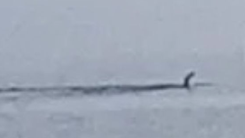 Несси покинула озеро Лох-Несс: доисторического монстра засняли у берегов Шотландии