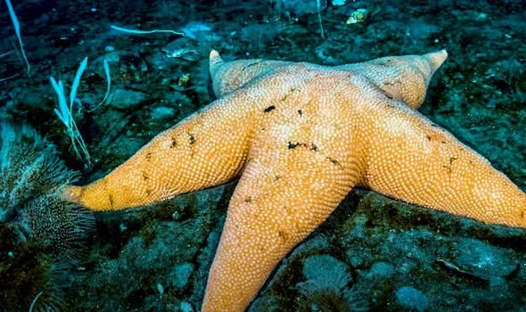 Подо льдами Антарктиды обнаружены неизвестные науке существа