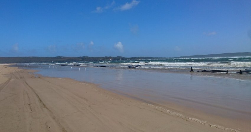 Сотни дельфинов на юге Австралии выбросились на берег: ученые грешат на ошибку навигации