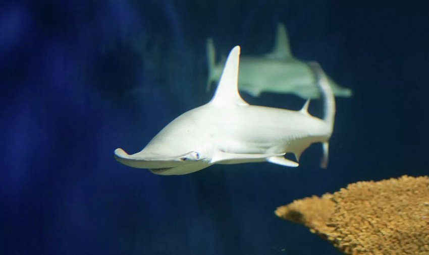 Примеры непорочного зачатия у животных