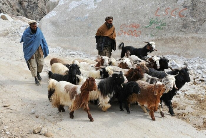 Что за странные головные уборы носили моджахеды