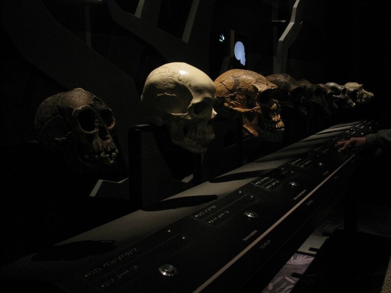 Можно ли предсказать, как люди будут эволюционировать дальше?