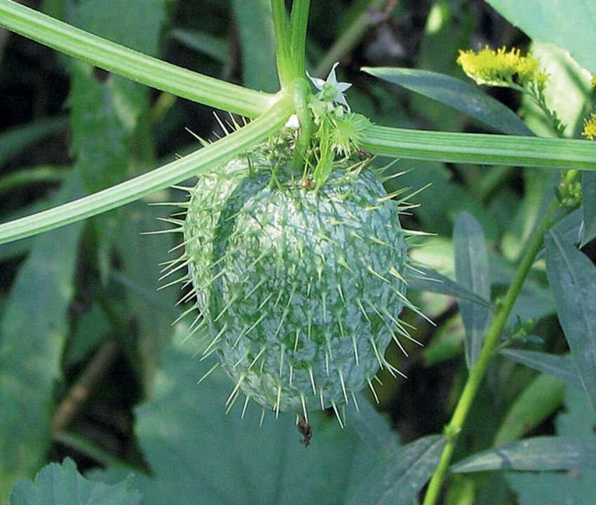 Инвазивные виды или убийцы экосистем