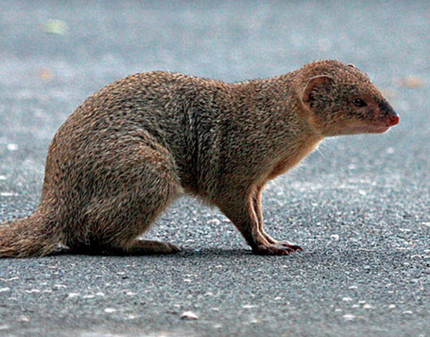 Инвазивные виды или убийцы экосистем