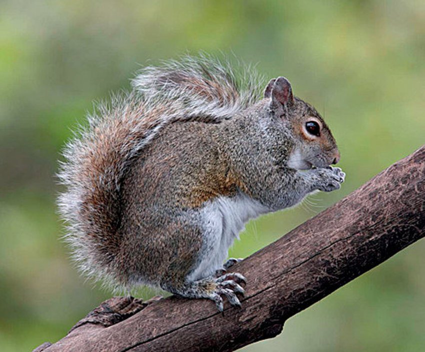 Инвазивные виды или убийцы экосистем