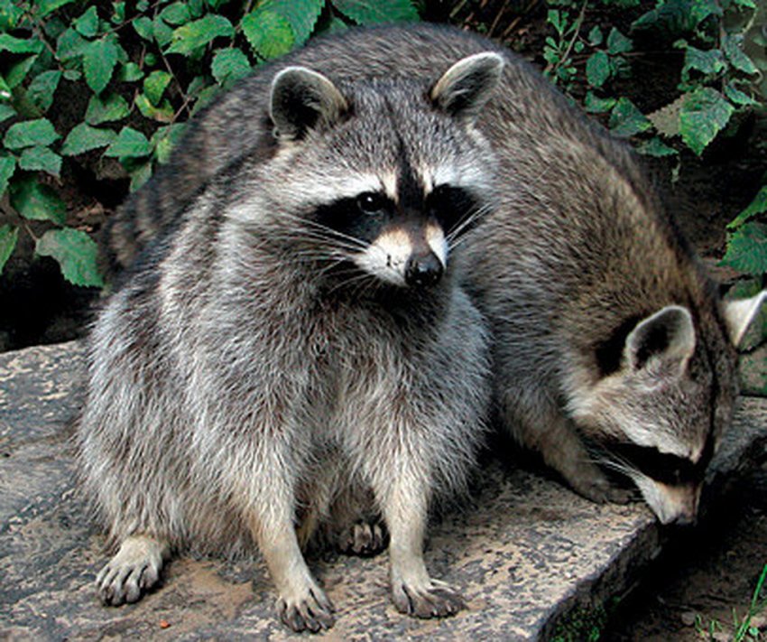 Инвазивные виды или убийцы экосистем