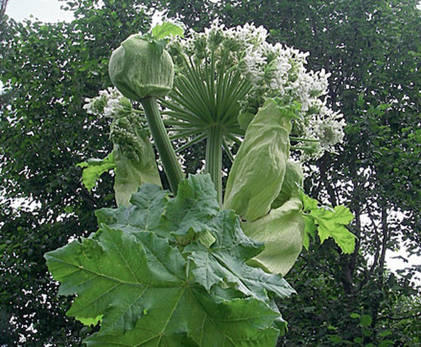 Инвазивные виды или убийцы экосистем