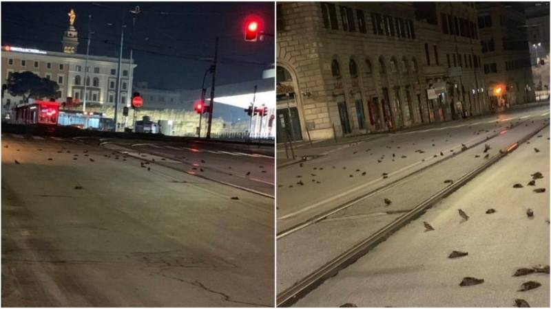 Дождь из мертвых птиц испортил настроение жителям Рима в новогоднюю ночь