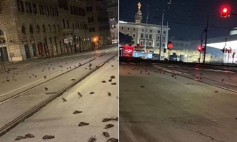 Тысячи мертвых птиц рухнули на заснеженные улицы из-за салюта