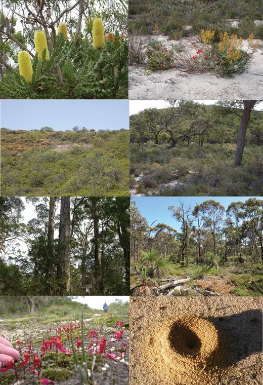 Веганы: как отказ от мяса может привести к экологической катастрофе