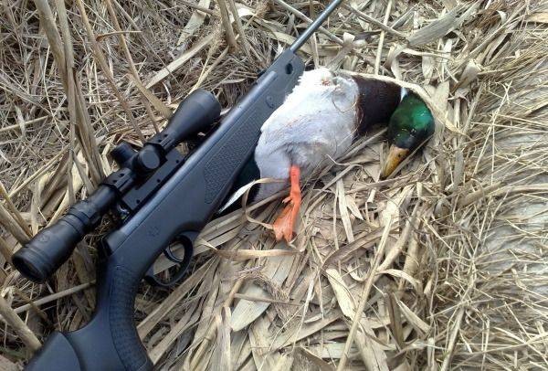 Какие изменения внесены в новые правила охоты на территории России в 2021 году