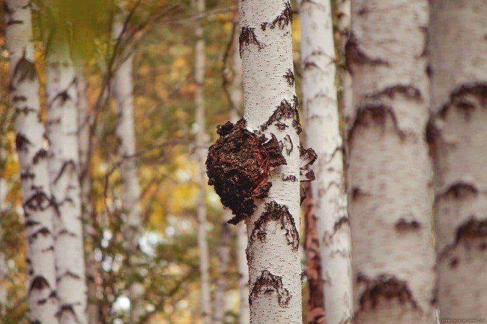 Чага: почему китайцы активно скупают Сибирский гриб