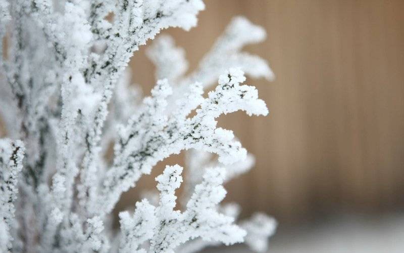 Какой церковный праздник отмечают 8 января 2021 года и что нельзя делать в этот день