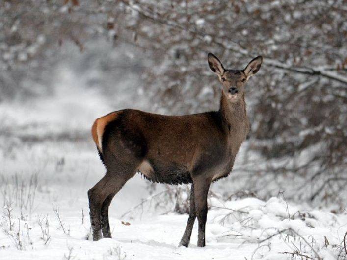 Обряды и приметы в День Емельяна Зимнего: что можно и нельзя делать 21 января 2021 года