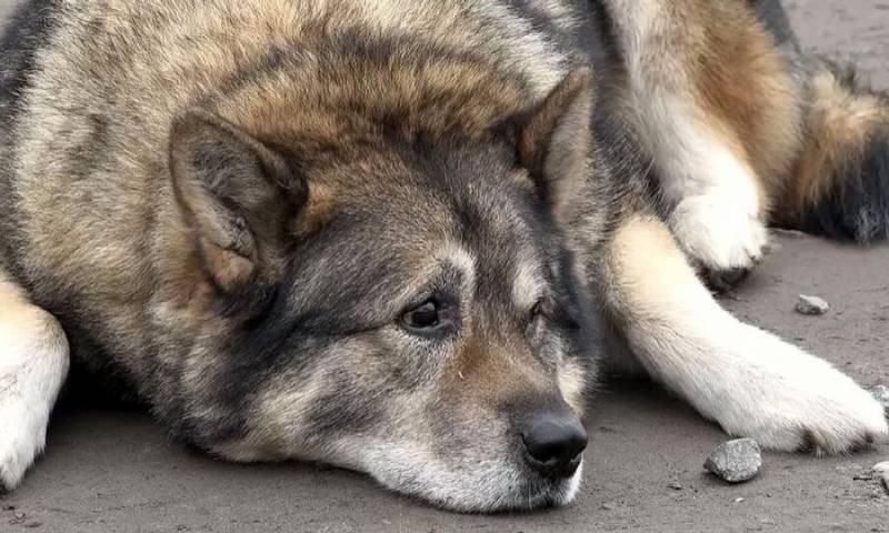 В Подмосковье пойман и помещен в приют пугающий людей волк