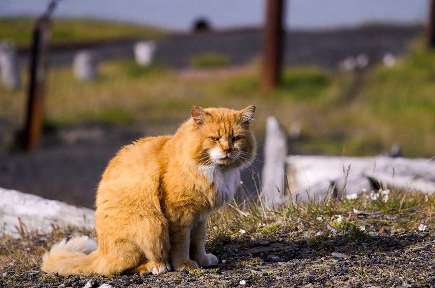 Баренцбург: каково жить в арктическом посёлке