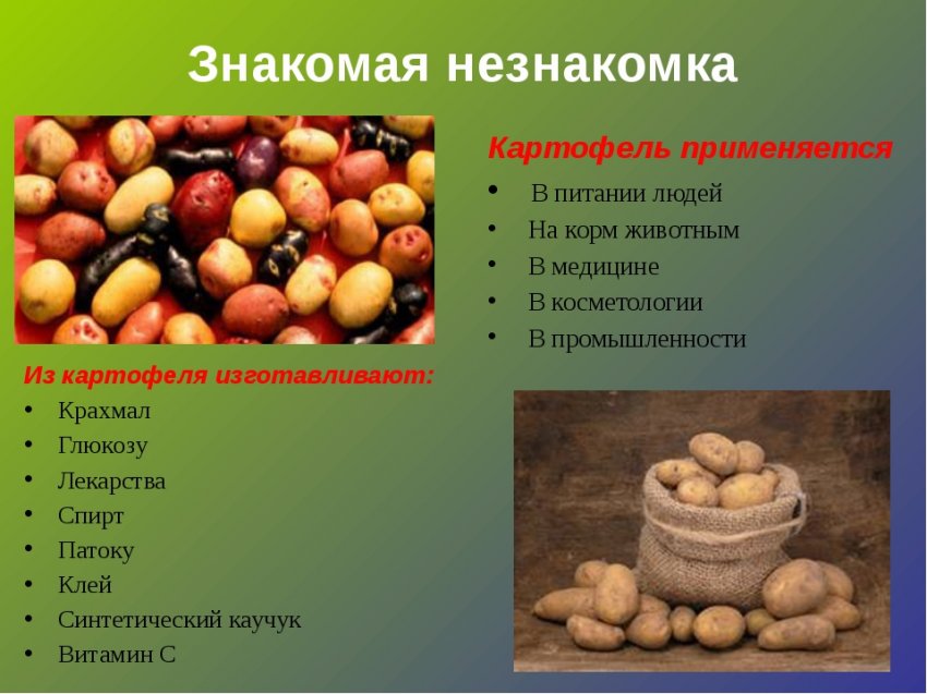 Какое значение для человечества имеет картошка