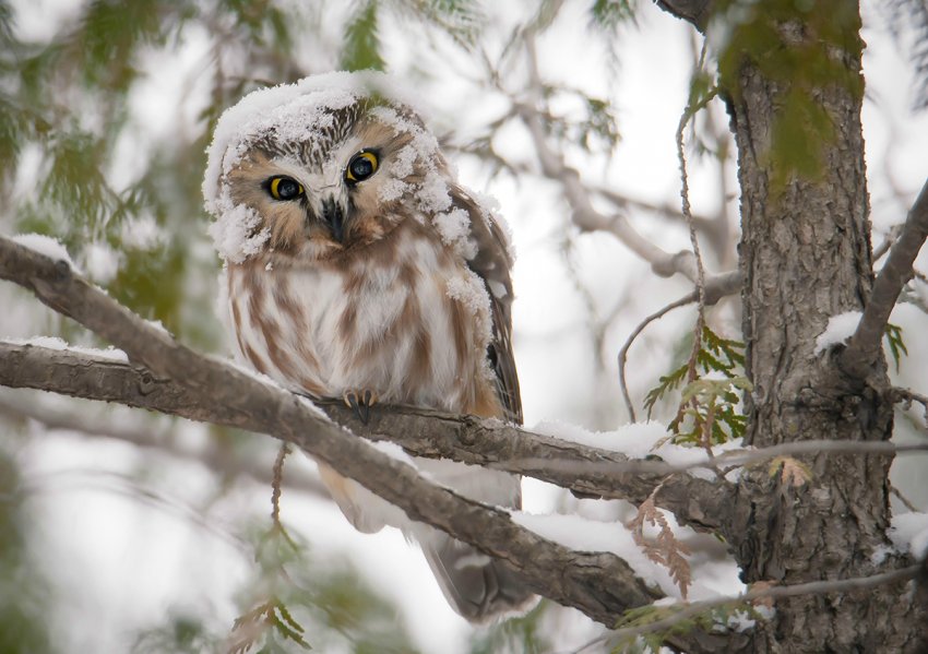 Когда ударят крещенские морозы в 2021 году и с какого по какое число ожидается похолодание
