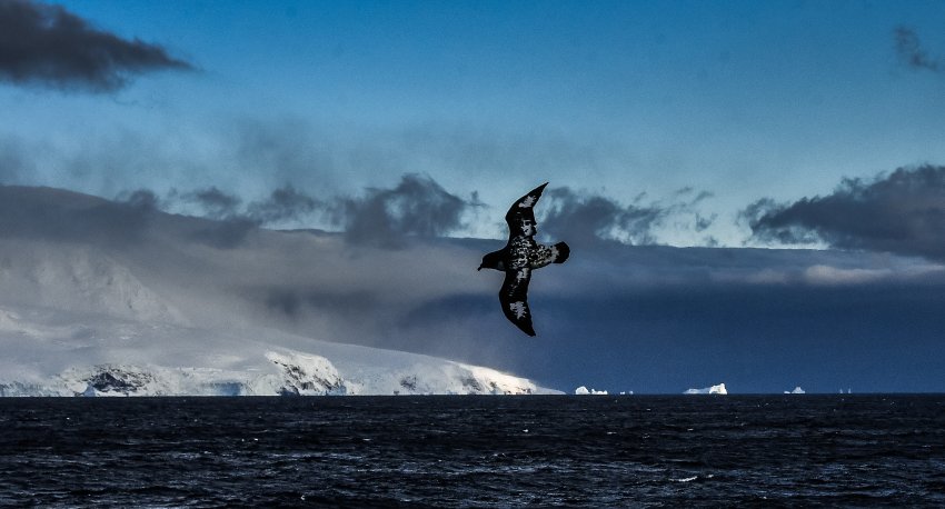 Почему Норвегия является владельцем острова Петра I