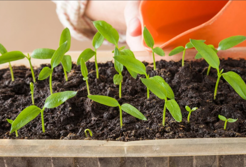 Огородникам на заметку: когда сеять семена перца, помидоров и баклажан на рассаду в 2021 году