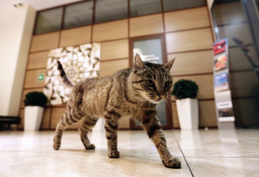 Не любит кошек только тот, кто не встретил свою кошку