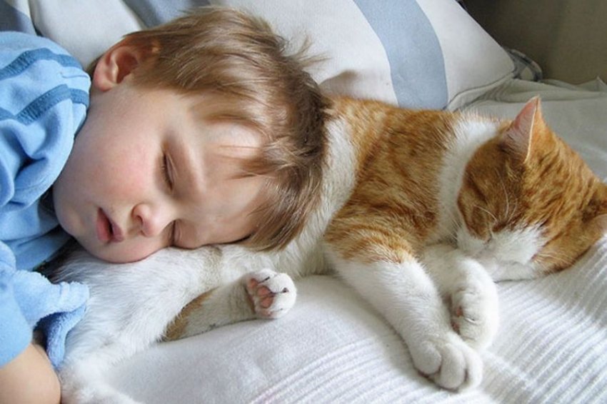 Не любит кошек только тот, кто не встретил свою кошку