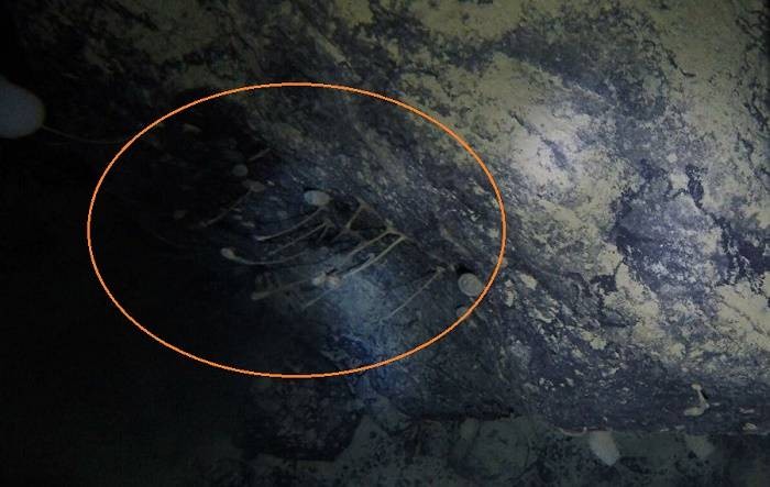 В антарктическом шельфовом леднике были обнаружены неизвестные науке животные В антарктическом шельфовом леднике были обнаружены неизвестные науке животные