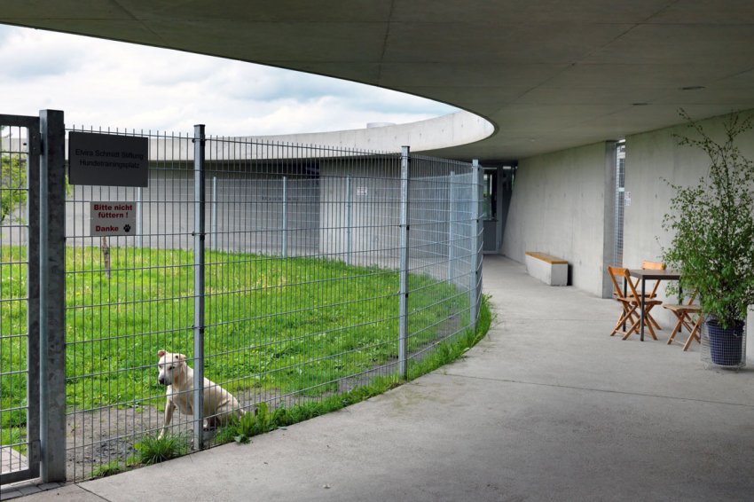 Государство поможет в устройстве приютов для животных