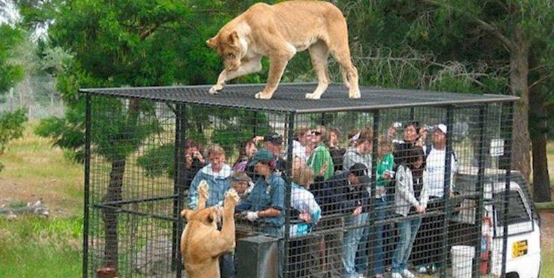 Зоопарк наоборот: как люди сидят в клетке, а животные разгуливают на свободе