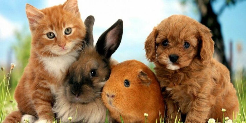 Чем могут быть опасны домашние животные