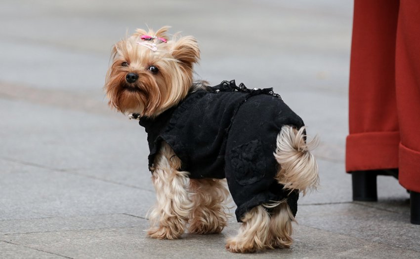 В Государственную Думу внесен законопроект о регистрации домашних питомцев