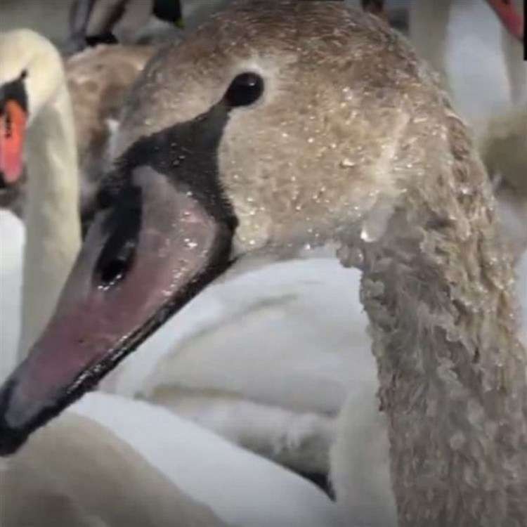 Стая лебедей, замерзающих на пруду, благополучно перезимовала, благодаря добрым людям