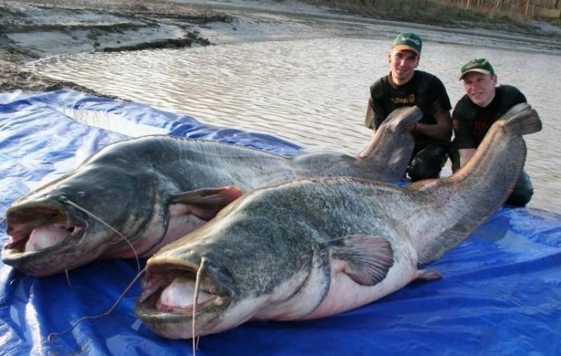 Чернобыльские сомы-мутанты ловят и едят голубей, а также вырастают до гигантских размеров