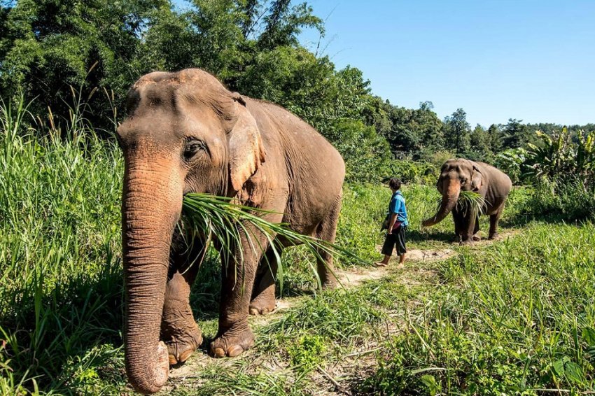 Взбесившийся слон растоптал мужчину – фермера, который возвращался с похорон