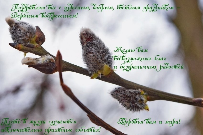 Красивые открытки с Вербным воскресеньем 25 апреля 2021 года