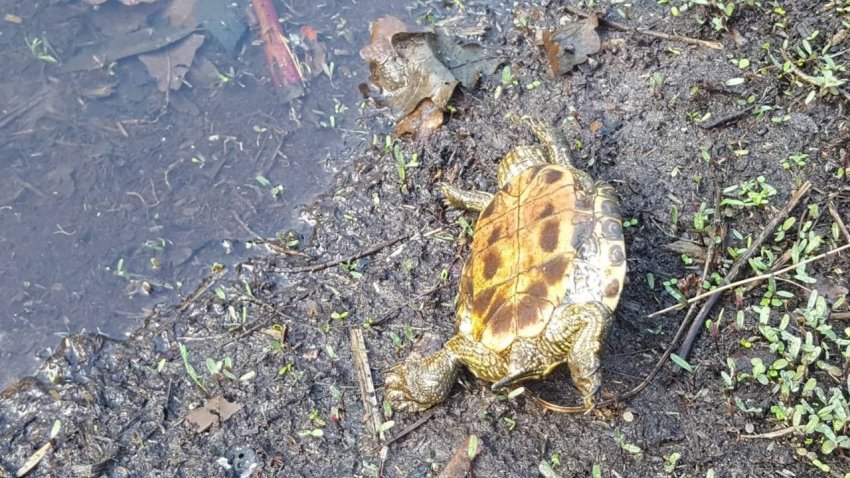 Кто виноват в гибели черепах в Воронежском заповеднике