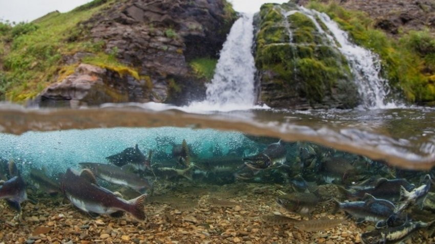 Кто виноват в гибели черепах в Воронежском заповеднике