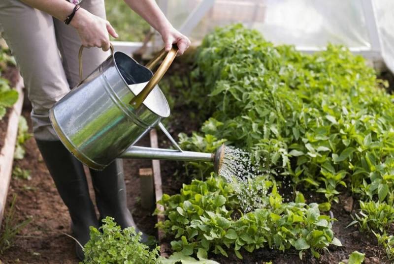 Когда следует сажать картошку по лунному календарю в мае 2021 года